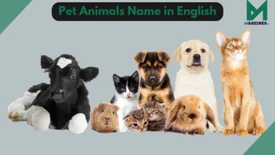 10 pet animals name